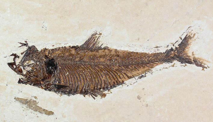 Bargain Diplomystus Fossil Fish - Wyoming #20834